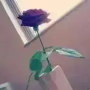 たぴおかの画像