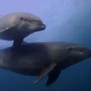 ツワキの画像