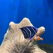 Sの画像