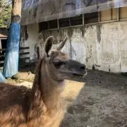 ニケ