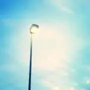 野良猫の画像