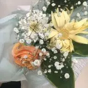 ぴよの画像