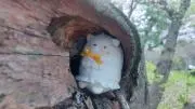 ハルぺル