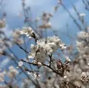 ころりんの画像