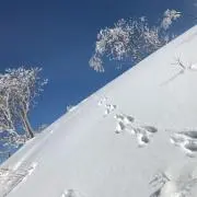 Ezotanuの画像