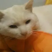 ワカの画像