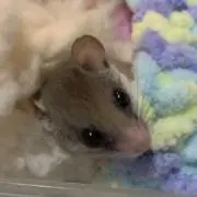 snowSeaの画像