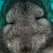 ☆の画像