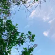大福さんの画像