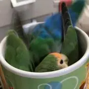 まなっち