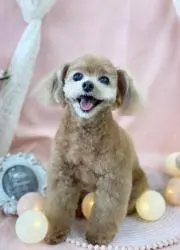 ここたにあの画像