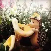 ぷぅの画像