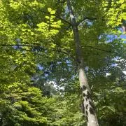 Rの画像