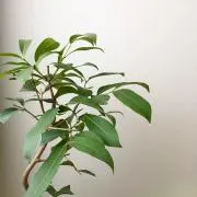 m【値下げ不可】の画像