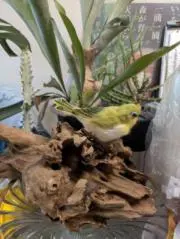 White-eye