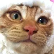 mitsumitsuの画像