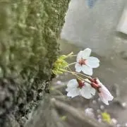 aの画像