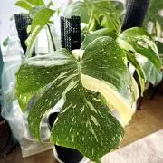 るりすの画像