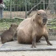 りんごの画像