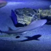 秋刀魚のおうどんの画像