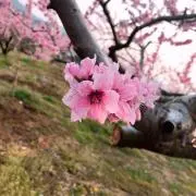 みさの画像
