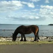 トマホの画像