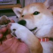 やっち