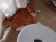のぼるの画像