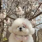 もちの画像