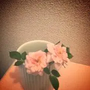 sariの画像