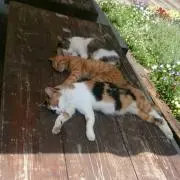 ぴくの画像