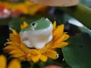 あくとくんの画像