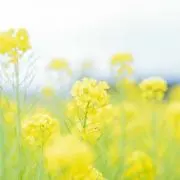 あや*基本土日発送*の画像