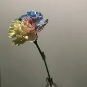 Rihaの画像