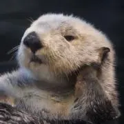 ラッコっ子の画像