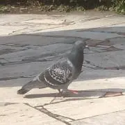 ハト胸