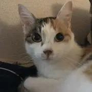 吉岡秀隆の画像