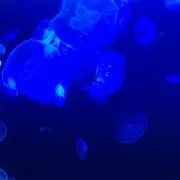 icos