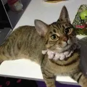pinkyribbon