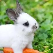 にょん