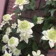 ちゃこの画像