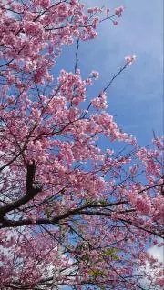 aoiの画像