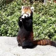 メリリの画像