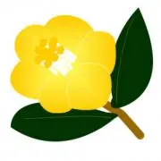 ❁金花茶❁ 断捨離中の画像
