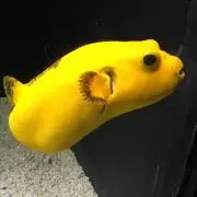 むちんの画像