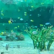 Mameの画像