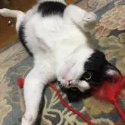 せいさん