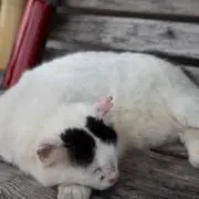 Mの画像