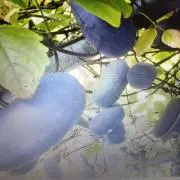 グミの画像