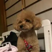 chipichan.（プロフィール必見）